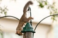 Squirrel on bird feeder