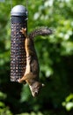 Squirrel and Bird Feeder Royalty Free Stock Photo