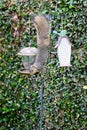 Squirrel bird feeder Royalty Free Stock Photo