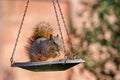 Squirrel on bird feeder Royalty Free Stock Photo