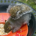 Squirrel on a bird feeder Royalty Free Stock Photo