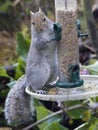 Squirrel on a bird feeder Royalty Free Stock Photo