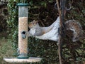 Squirrel on a bird feeder Royalty Free Stock Photo