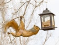Squirrel with bird feeder Royalty Free Stock Photo