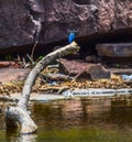 Beautiful squirrel bird beside lake