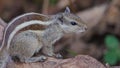 Squirrel, animal, nature, natural, wallpaper