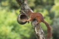 Squirrel on a birdfeeder Royalty Free Stock Photo