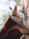 The squirrel on birdfeeder Royalty Free Stock Photo