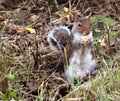 Squirrel with biscuit Royalty Free Stock Photo