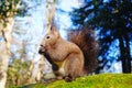 A squirrel with black fluffy fur sits on a stone covered with green moss Royalty Free Stock Photo