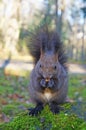 A squirrel with black fluffy fur sits on a stone covered with green moss Royalty Free Stock Photo