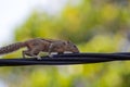 Squirrel on a black wire Royalty Free Stock Photo