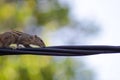 Squirrel on a black wire Royalty Free Stock Photo
