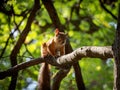 A squirrel on a branch in the forest