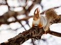 Squirrel on branch Royalty Free Stock Photo