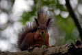 Squirrel on a branch. Royalty Free Stock Photo