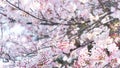 Squirrel on a branch surrounded by beautiful cherry blossom flowers in spring Royalty Free Stock Photo