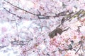 Squirrel on a branch surrounded by beautiful cherry blossom flowers in spring Royalty Free Stock Photo
