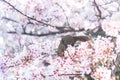 Squirrel on a branch surrounded by beautiful cherry blossom flowers in spring Royalty Free Stock Photo