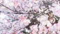 Squirrel on a branch surrounded by beautiful cherry blossom flowers in spring Royalty Free Stock Photo