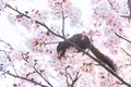 Squirrel on a branch surrounded by beautiful cherry blossom flowers in spring Royalty Free Stock Photo