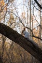 Squirrel on the branch of the tree Royalty Free Stock Photo