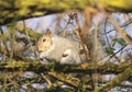 Squirrel among branches on the tree Royalty Free Stock Photo