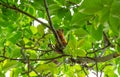 A squirrel in the branches of a tree eats a nut Royalty Free Stock Photo