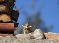 Squirrel with bread