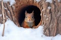 squirrel burying nuts in a tree hole for winter