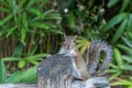 Squirrel in Busch Gardens Tampa Bay. Florida. Royalty Free Stock Photo