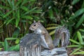 Squirrel in Busch Gardens Tampa Bay. Florida.