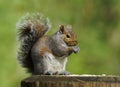 Squirrel Royalty Free Stock Photo