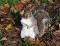 Autumn red squirrel foraging by a tree for hazelnuts in colourful fallen leaves Royalty Free Stock Photo