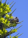 Squirrel buzz Royalty Free Stock Photo