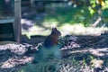 Squirrel in a cage in a zoo enclosure Royalty Free Stock Photo