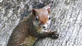 Squirrel (Callosciurus erythraeus) on tree.