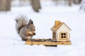 The squirrel came to the feeder in the cold winter season Royalty Free Stock Photo
