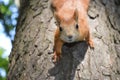 squirrel carefully considers us climbing down from a tree