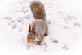 Squirrel carefully walks through the white snow