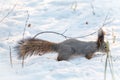 Squirrel carefully walks through the white snow. Squirrel with a magnificent tail