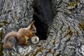 Squirrel carries will coin litecoin to the house in the hollow tree. Royalty Free Stock Photo