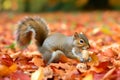 squirrel carrying a nut blend across fallen autumn leaves Royalty Free Stock Photo