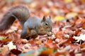 squirrel carrying a nut blend across fallen autumn leaves Royalty Free Stock Photo