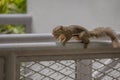 squirrel carrying a nut in an urban environment