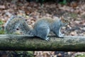 Squirrel carrying a peanut