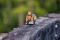 Squirrel carrying a pine cone