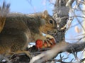 Squirrel carrying winter apple