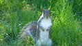 A squirrel caught in the act of raiding bird feeders