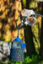 Squirrel Caught Eating Bird Seed Royalty Free Stock Photo